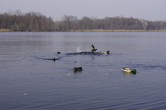 Lago Papere in compagnia