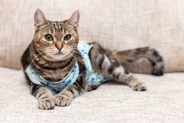 Fototapeta premium Domestic cat with bandages recovers after surgery and lies on sofa