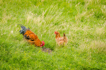 Beautiful cock classic coloring on a background of green grass