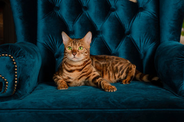 Beautiful Bengal cat sitting on a blue armchair