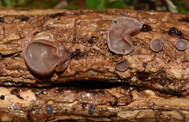 Fungo lignicolo Auricularia auricula-judae
