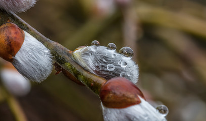 regen auf weidenkätzchen