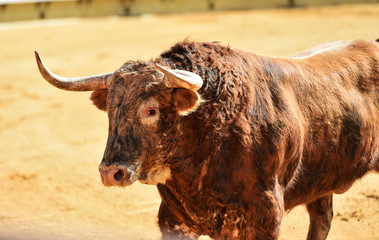 corrida de toros
