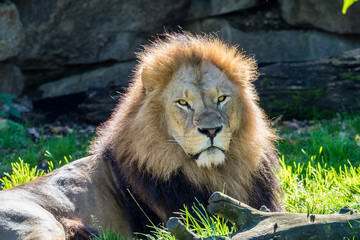 Löwe - Panthera leo