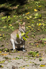Flinkwallaby - Macropus agilis