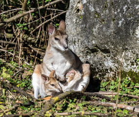 Flinkwallaby - Macropus agilis
