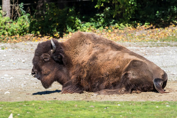 Waldbison - Bison bison athabascae