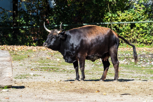 Auerochse - Bos primigenius taurus