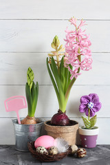 Hyacinth plants, Easter eggs and a fabric flower create a spring-themed arrangement. Concept of: Springtime cheer. Easter still life. 