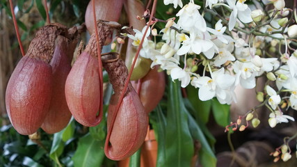 Beautiful blooming orchid flower in the garden with natural green floral background. Amazing plants...
