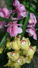 Beautiful blooming orchid flower in the garden with natural green floral background. Amazing plants for postcard and agriculture design with space for text. Phalaenopsis orchid.