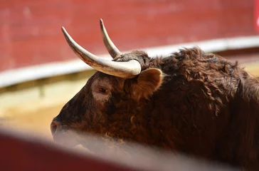 Zelfklevend Fotobehang corrida de toros © alberto