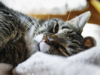 A tired cat © OLIVIER