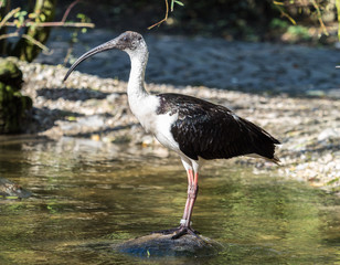 Strohhalsibis - Threskiornis spinicollis