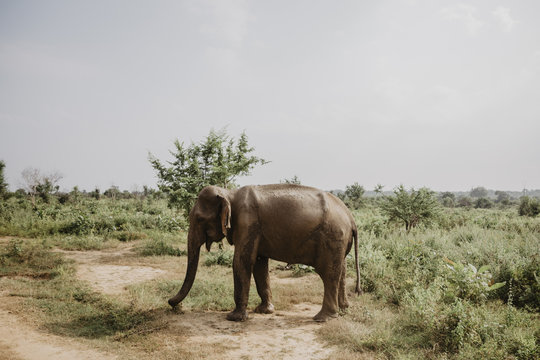 Sri Lankan Safari