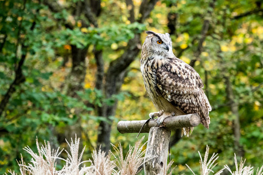 Uhu -  Bubo bubo