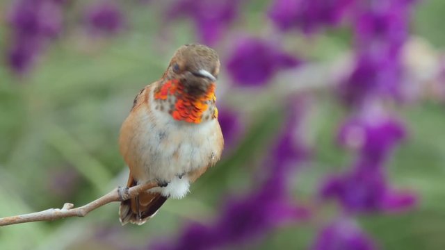 An immature male Allen's Hummingbird perched looking around.