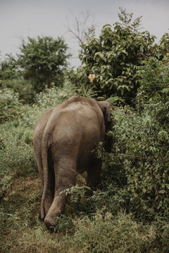 Sri Lankan Safari