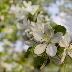 flower of an apple tree on a blurred background.