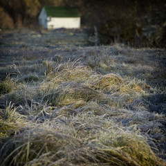 grass covered with frost in the meadow and a house in the countryside.