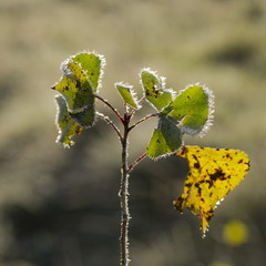 green foliage of forest trees covered with hoarfrost.