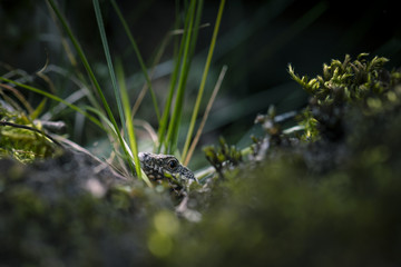 Lézard dans les herbes