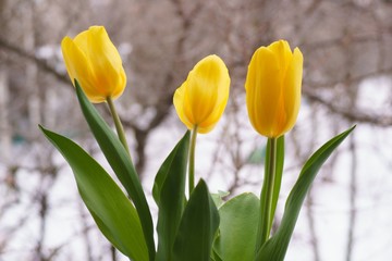 Naklejka premium Welcoming spring concept. Three beautiful yellow tulips on snow garden background