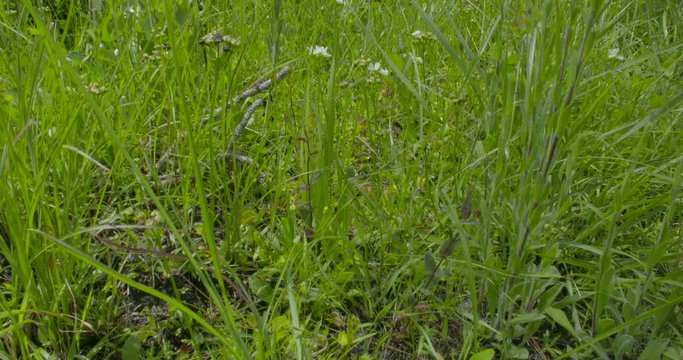 a slow pan up of the long leaf pine savanna