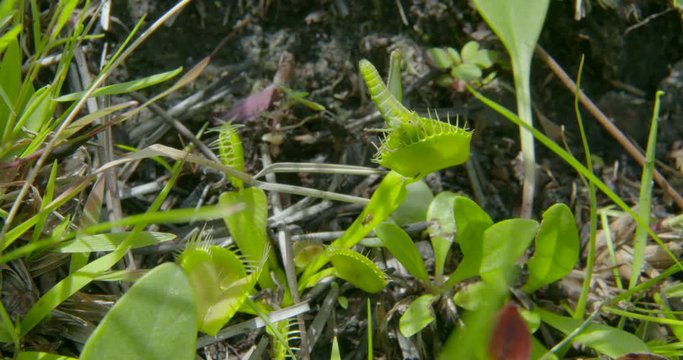 a shot of a venus fly trap with a inch worm