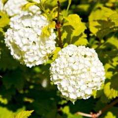 the flowers and   garden