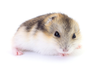 Small domestic hamster.