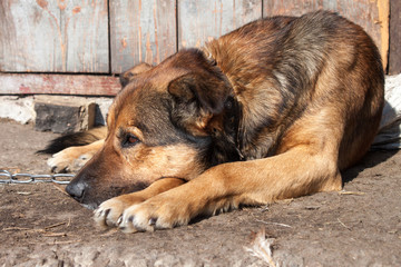 Dog on chain lies near wooden kennel