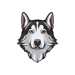 Black and white Siberian husky with multi-colored eyes. Hand drawn portrait of dog. Vector illustration © khabarushka