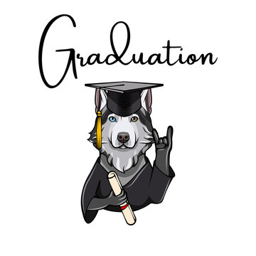 Siberian Husky graduate. Dog with diploma and graduate s cap. Vector illustration.