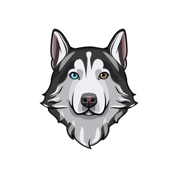 Black and white Siberian husky with multi-colored eyes. Hand drawn portrait of dog. Vector illustration