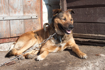 Dog on chain lies near wooden kennel