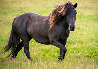 Close up of Icelandic horse in a pasture in Iceland