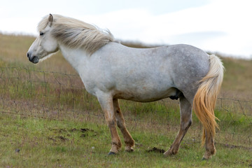 Naklejka na ściany i meble Close-up of white Icelandic horse in a pasture in Iceland