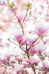 Spring background with blooming magnolia branch. Selective focus. Soft light