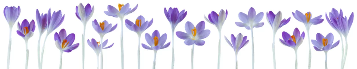 Photo sur Plexiglas Crocus beautiful little crocus flowers in a row isolated on white can be used as background