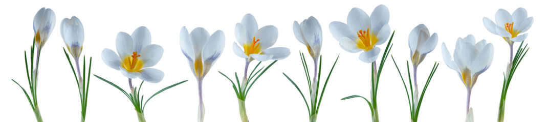 De belles petites fleurs de crocus d& 39 affilée isolées sur blanc peuvent être utilisées comme arrière-plan