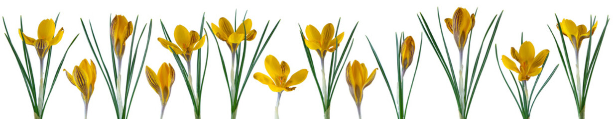 beautiful little crocus flowers in a row isolated on white can be used as background