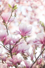 Crédence de cuisine en verre imprimé Magnolia Gros plan sur des fleurs de magnolia avec un arrière-plan flou et un soleil chaud