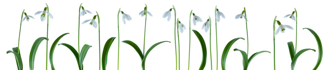 beautiful little snowdrop flowers in a row isolated on white can be used as background