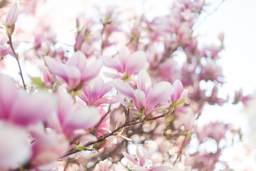 Magnolia blossom in soft evening light
