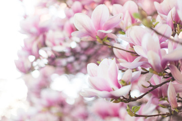 Blossoming magnolia branch. Spring background