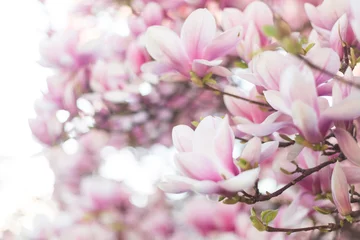 Afwasbaar Fotobehang Magnolia Tot bloei komende magnoliatak. Lente achtergrond