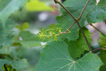Rod branch with small grapes clusters