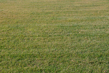 Obraz na płótnie Canvas Grass background. Fresh lawn grass texture backdrop in perspective.