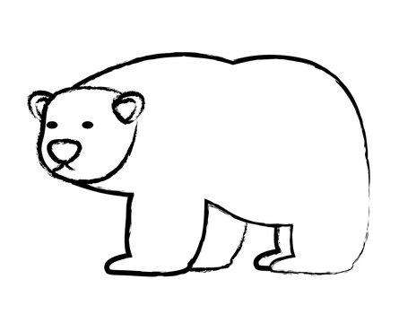 sketch of polar bear icon over white background, vector illustration